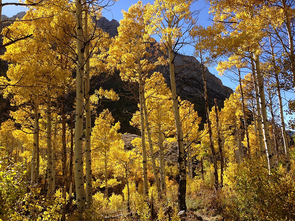 Trembling Aspen